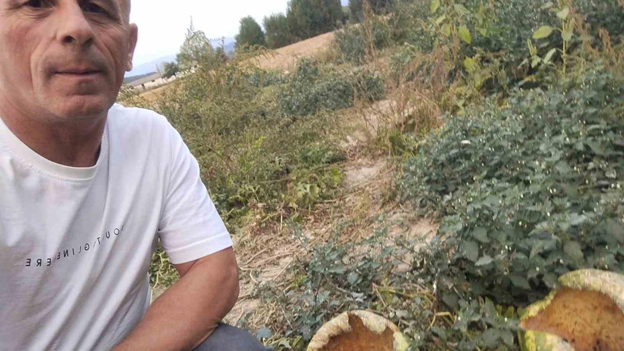 Mudurnu'da Kargalar 80 Karpuzu Mahvetti