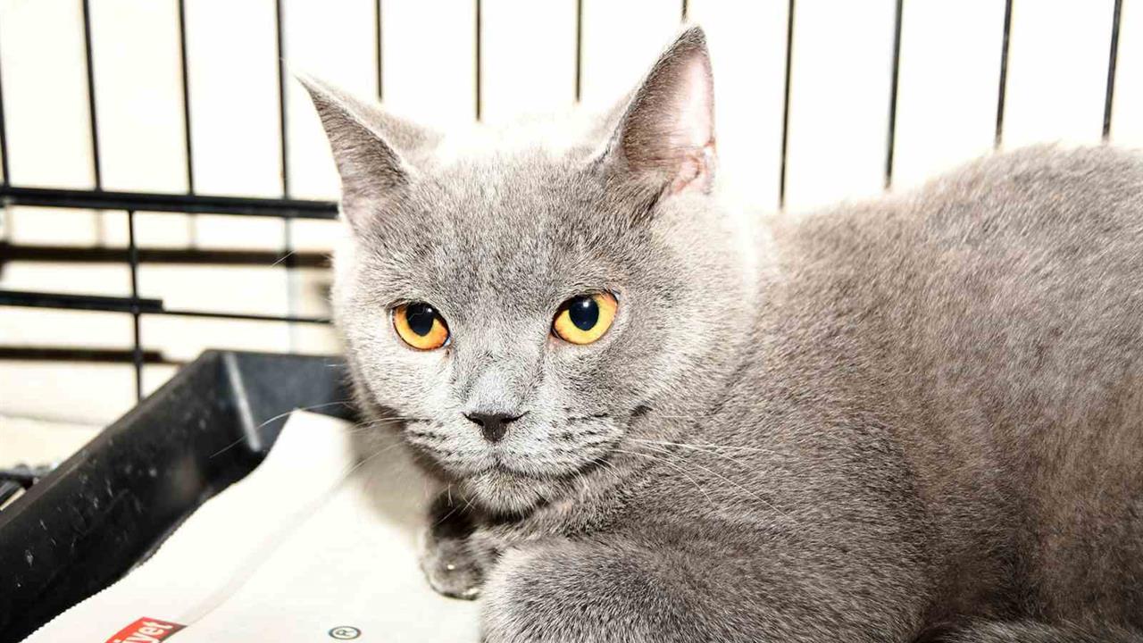 Kemer'de 149 Hayvan Kısırlaştırıldı ve Sahiplendirildi