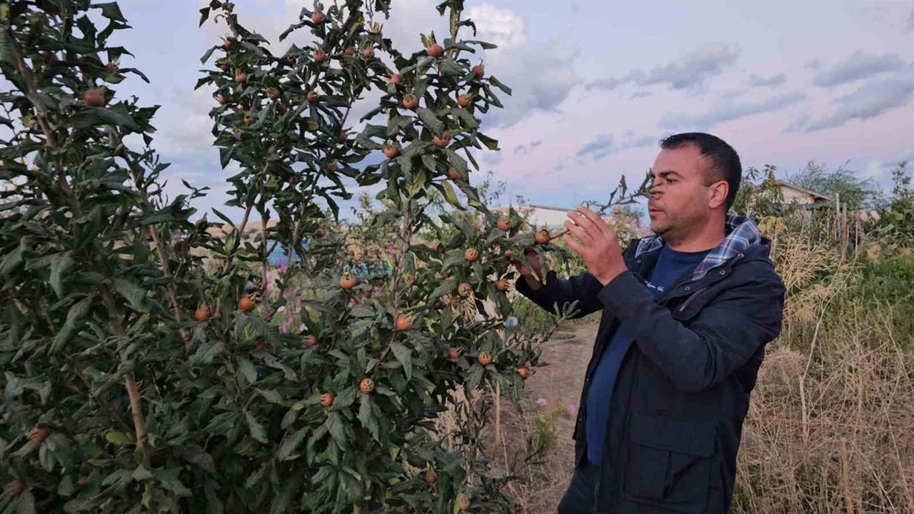 Bitlis'te Sıcak İklim Meyveleri Yetiştirildi