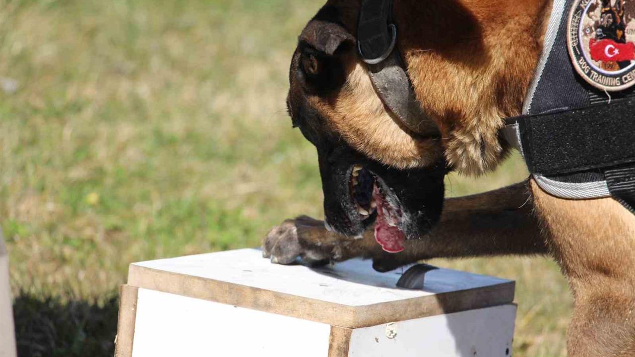 Bolu'da Uyuşturucu Operasyonunda 13 Gözaltı