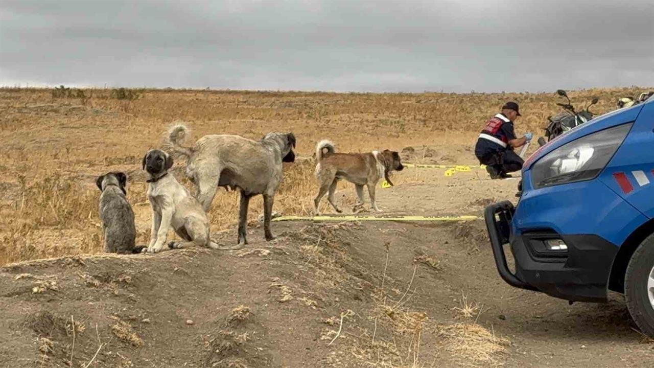Havsa'da Köpek Kavgası Cinayetle Sonuçlandı: Zanlı Tutuklandı