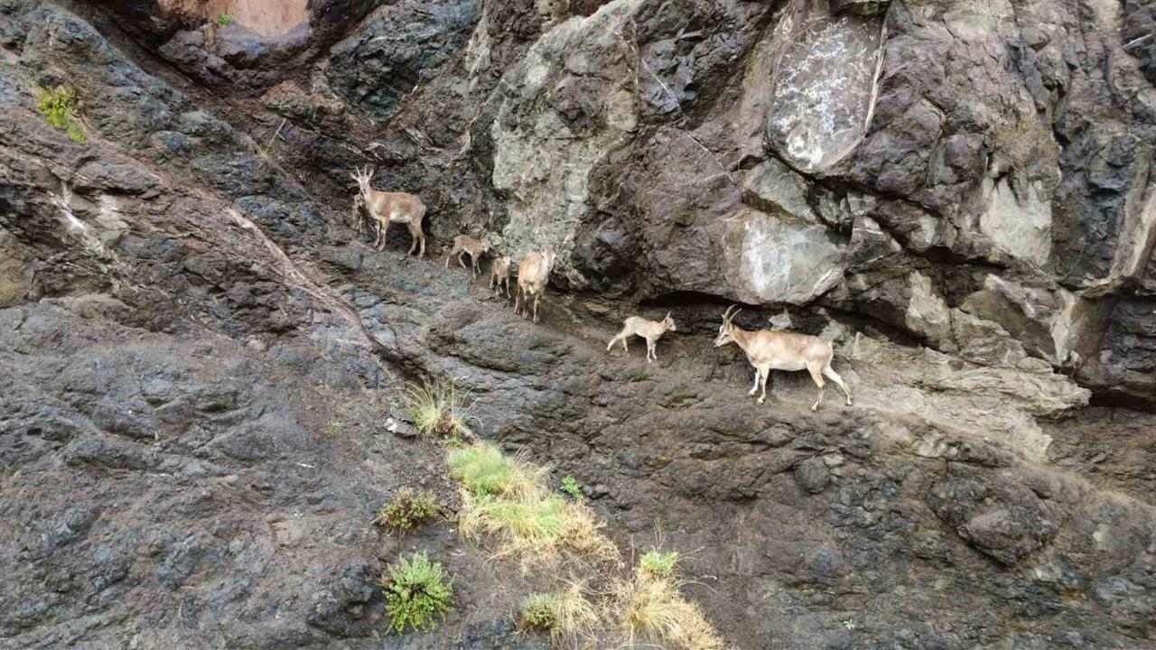 Oltu’da Yaban Keçileri Görsel Şölen Sunuyor