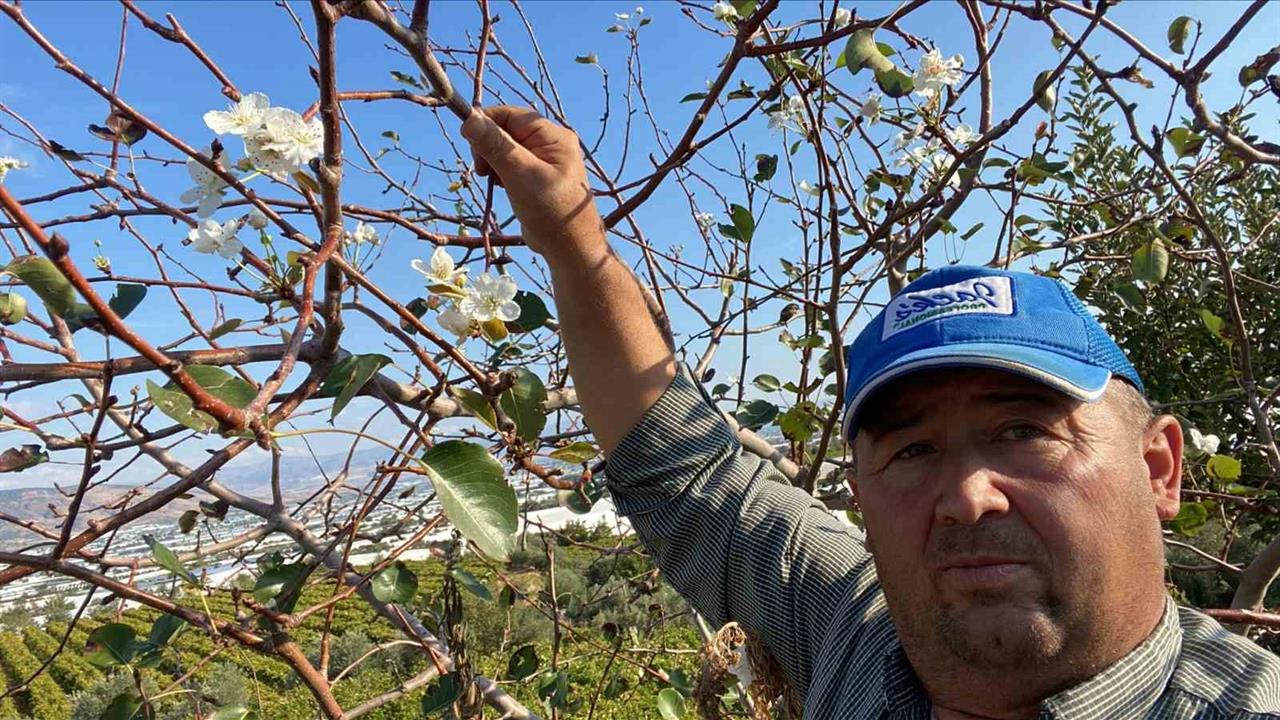 Sarıgöl'de Armut Ağacı İkinci Kez Çiçek Açtı