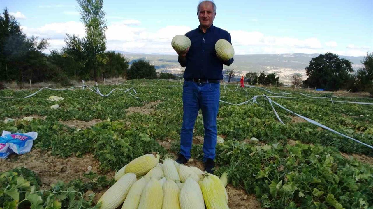 Kütahya'da Göncek Kavunu Hasadı Başladı