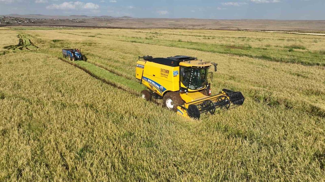 Şanlıurfa'da Karacadağ Pirinci Hasadı Başladı