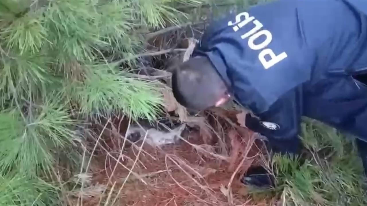 Samsun'da Kaçak Avcılık Tuzağı Ortaya Çıktı