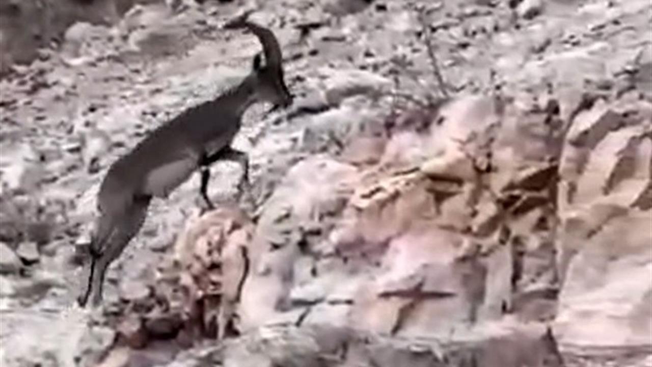 Siirt'te Nesli Tükenme Tehlikesi Altındaki Dağ Keçisi Görüldü