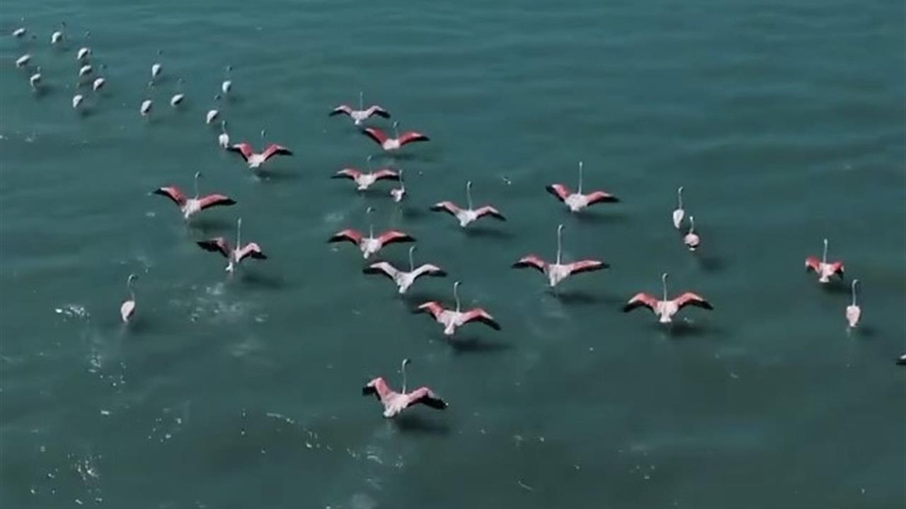 Van'da Flamingolar İçin Jandarma Nöbeti