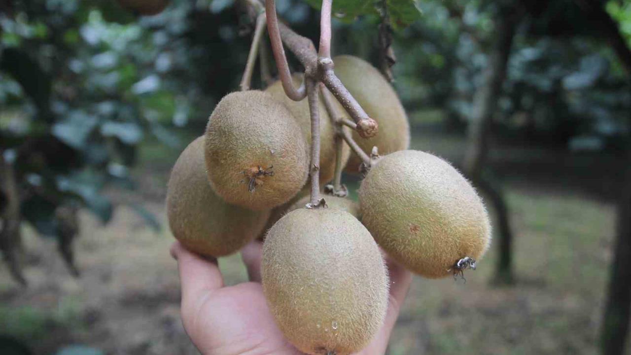 Ordu'da Kivi Rekoltesi Yarıya Düştü, Fiyatlar Artacak