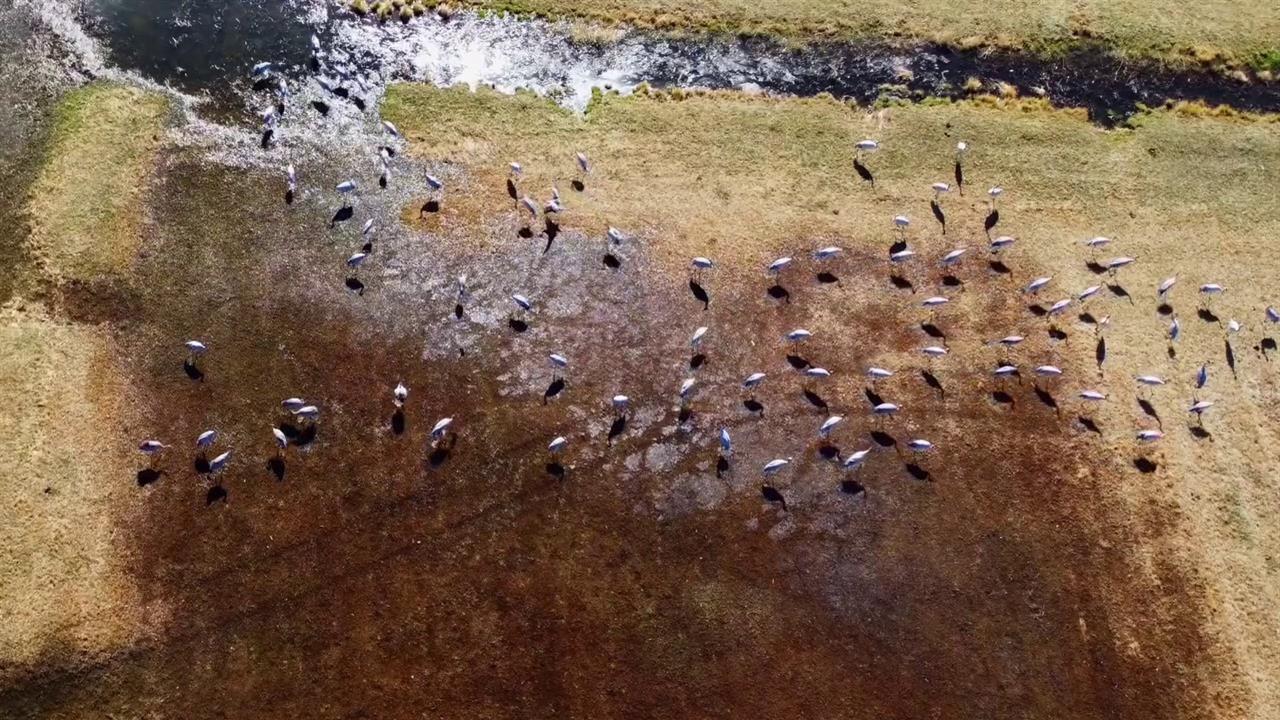 Erzurum’da Göç Eden Turnalar Görüntülendi