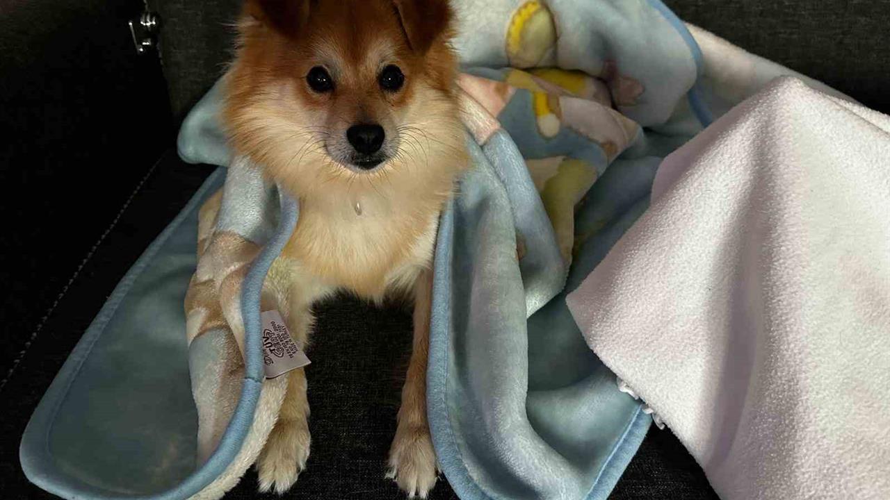 Bursa'da Kaybolan Köpek "Pablo" İçin 50 Bin Lira Ödül