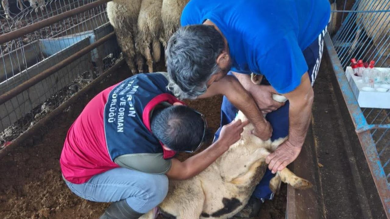 Çamlıyayla'da Koyun Keçi Vebası (Ppr) Survey Çalışması