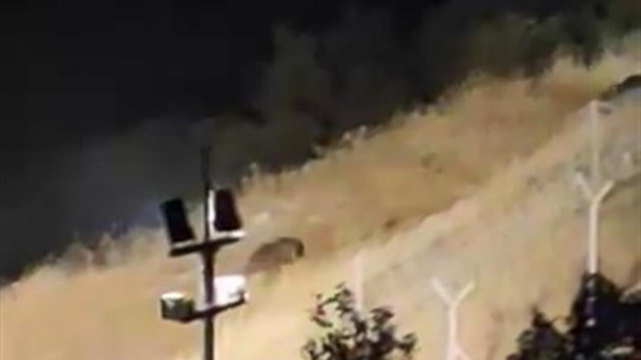 Elazığ'da Ayılar Kış Uykusuna Hazırlanıyor