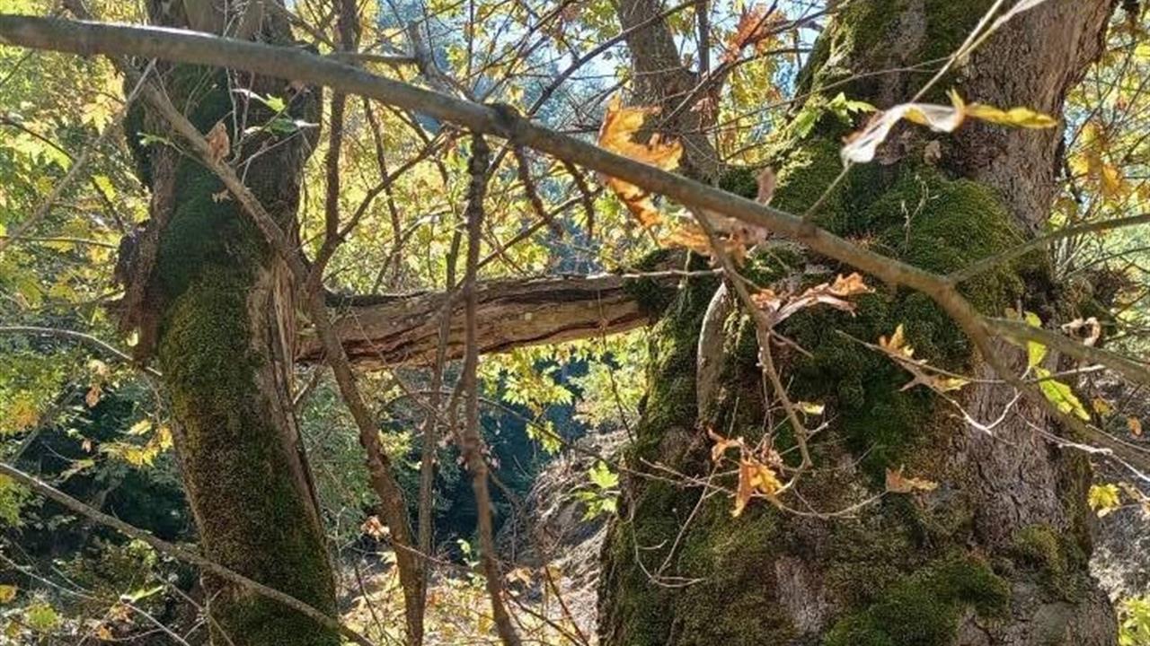 Manisa'da Çınarlar Arasındaki Büyüleyici Bağlantı