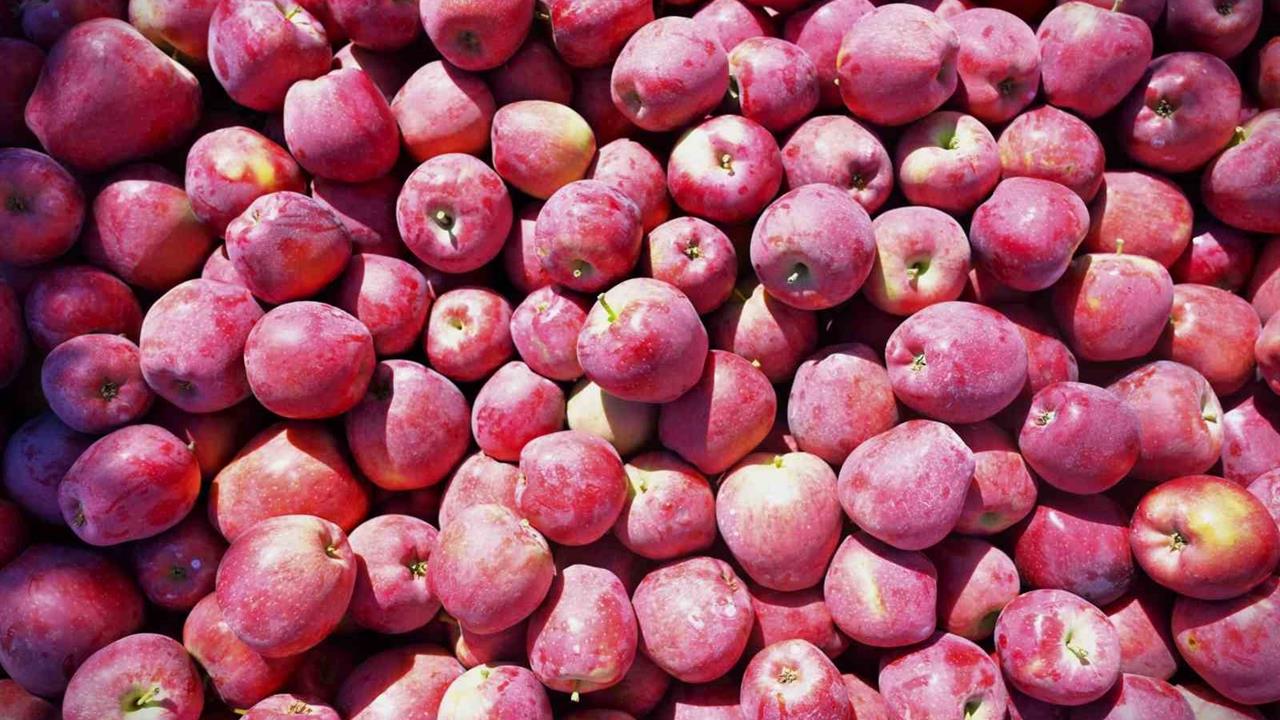 Denizli'de Elma Hasadı Coşkusu: Üreticiler Mutlu