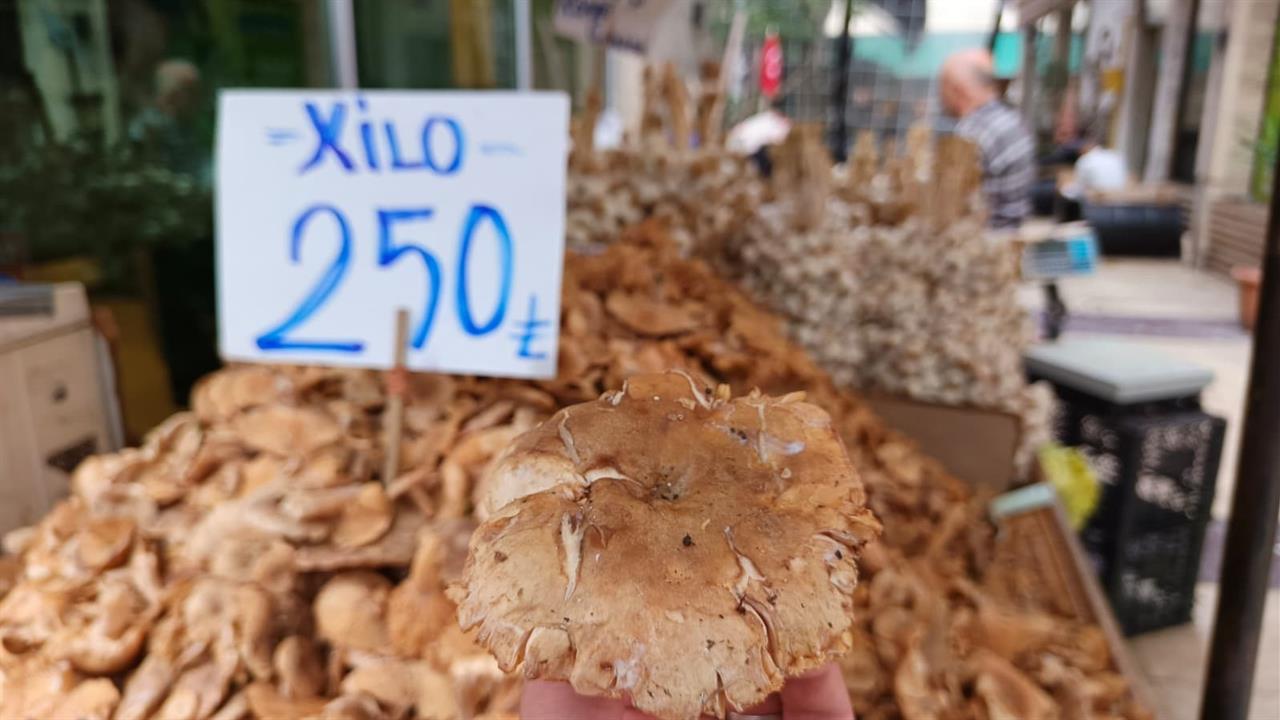 Ordu'da Tirmit Fiyatları Düştü: Bolluk Yaşanıyor