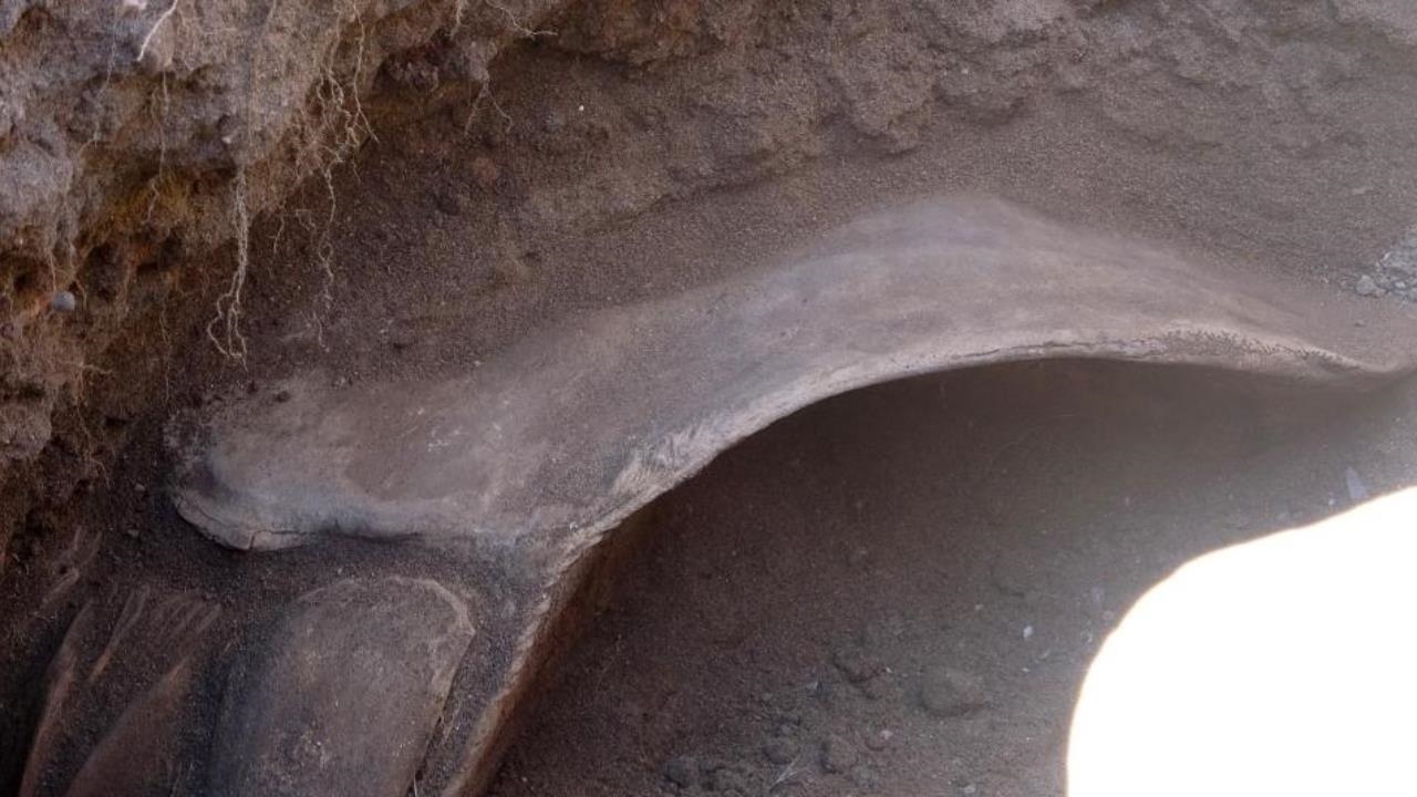 Mersin Körfezinde 4 Yıl Önce Ölüp, Müze Bahçesine Gömülmüştü: 16 Metrelik Dev Balina Topraktan Çıkarılıyor!