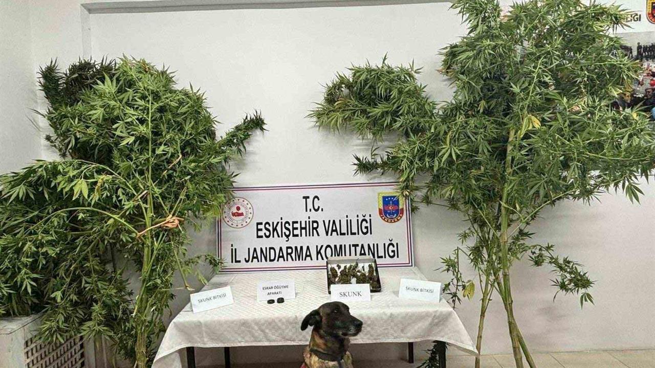 Uyuşturucu Bitkisi Eken Şahıs Eskişehir'de Yakalandı