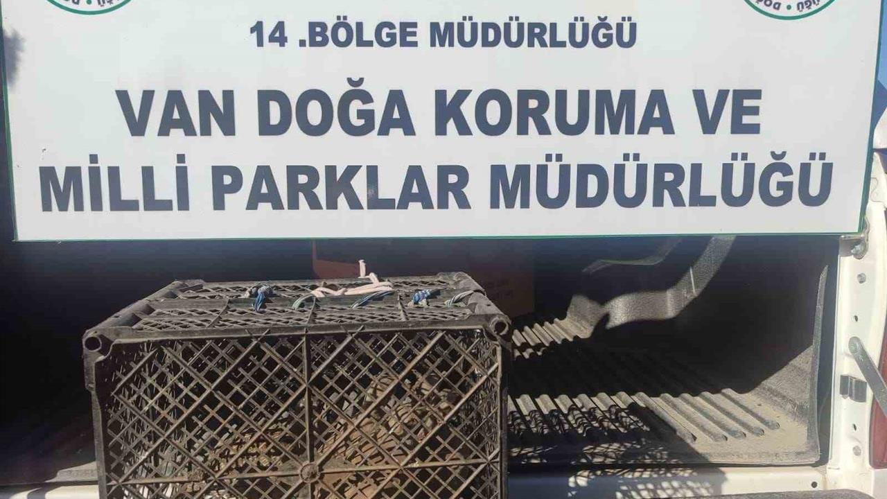 Van'da Kafes Avcılığına Ceza: 53 Bin Lira İşlem Uygulanacak