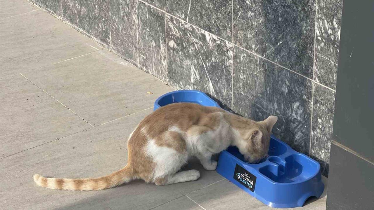 Bursa'da Sokak Hayvanlarına Umut: "Sevgimiz, Enerjimiz Sizinle" Projesi