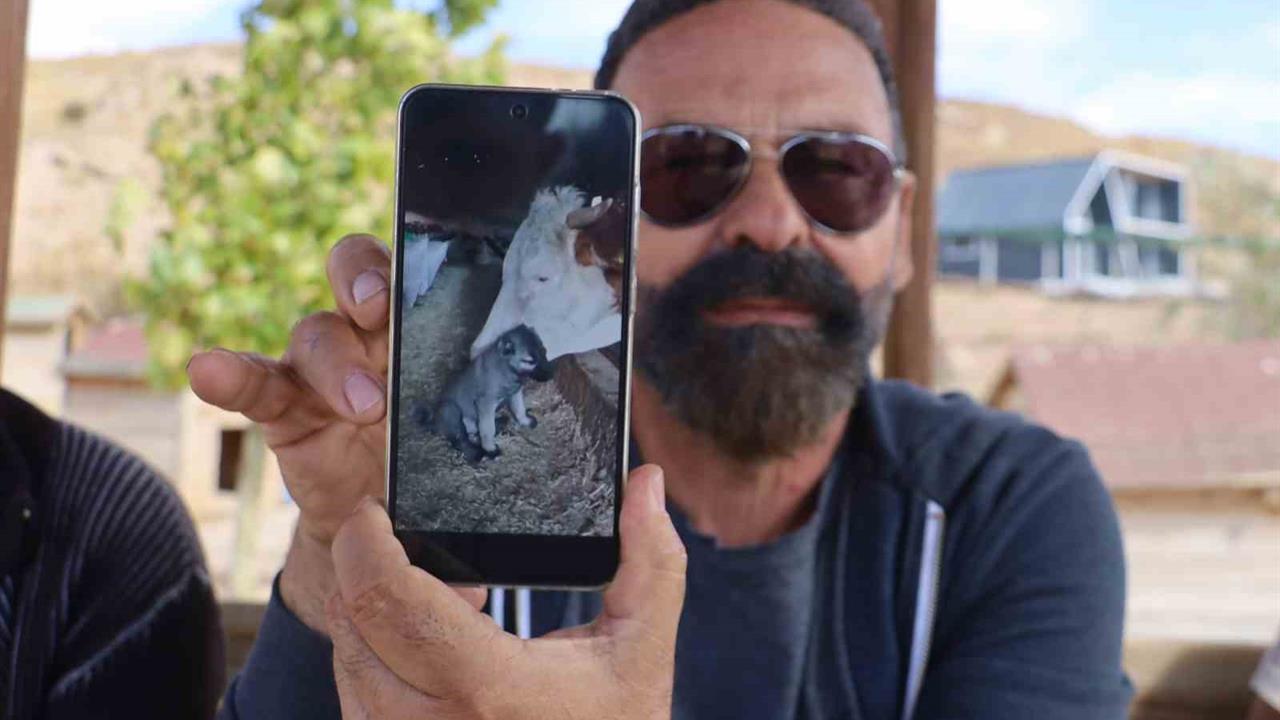 Sivas'ta Yavru Kangal ile İnek Arasındaki Dostluk Göz Dolduruyor