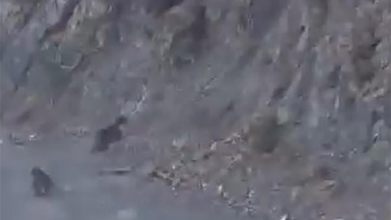 Bolu'da Anne Ayı ve Yavrusu Dağa Tırmandı: O Anlar Görüntülendi