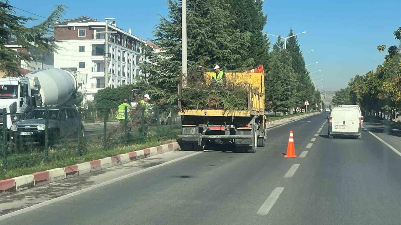 Tavşanlı Çevre Yolu'nda Ağaç Budama Çalışmaları Tamamlandı