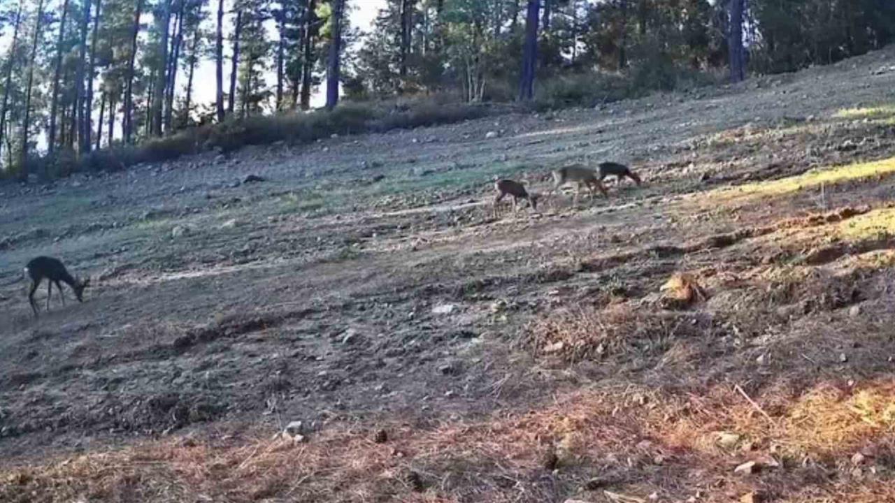 Karaca Ailesi Ganos Dağları'nda Görüntülendi