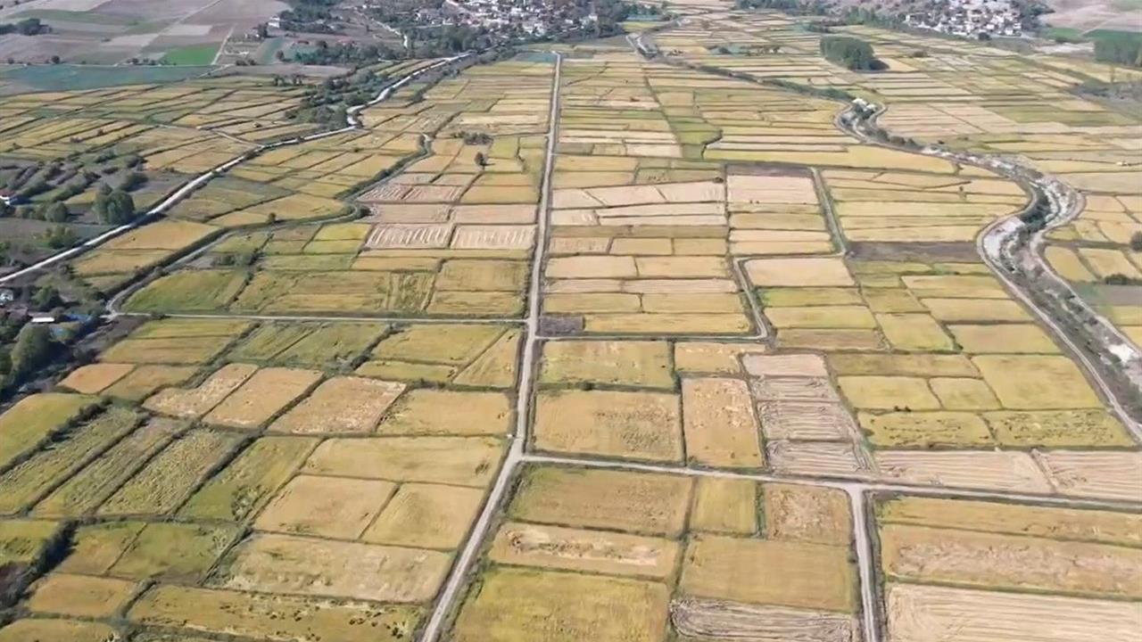 Saraydüzü'nde Çeltik Hasadı Coşkusu Başladı