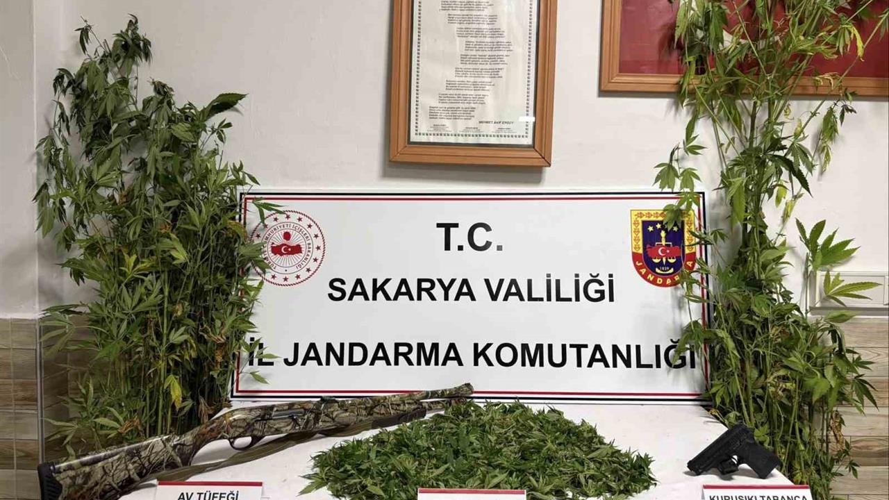 Sakarya'da Kenevir Hasadı Yapan Şahıs Tutuklandı