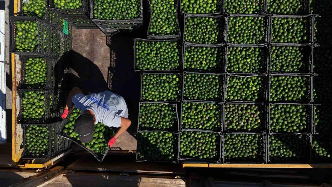 Yeşil Bodrum Mandalini Türkiye'ye Dağıtılıyor