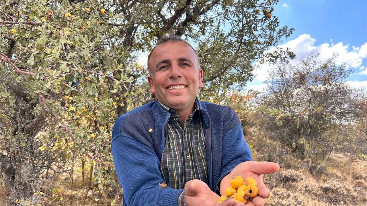 Ankara'da Alıç Meyvesi Hasadı Başladı