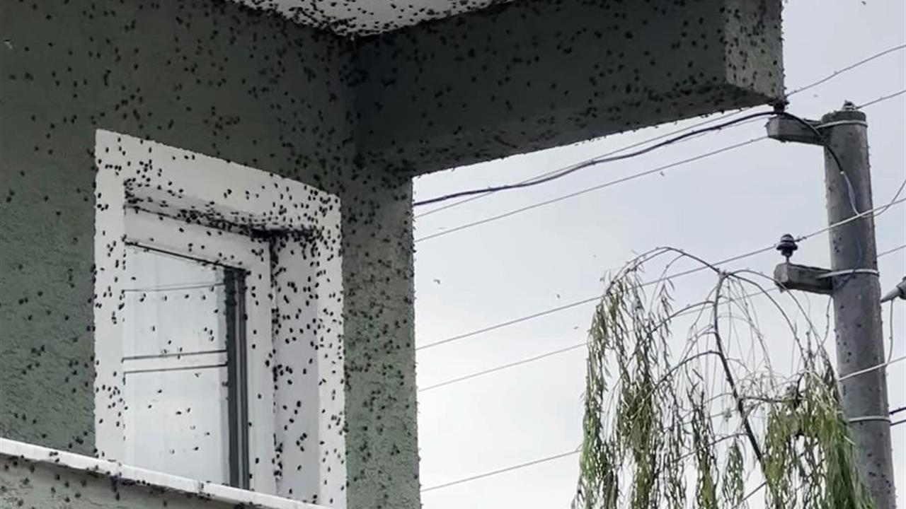 Kahverengi Kokarcalar Sakarya'da Binaları Sardı