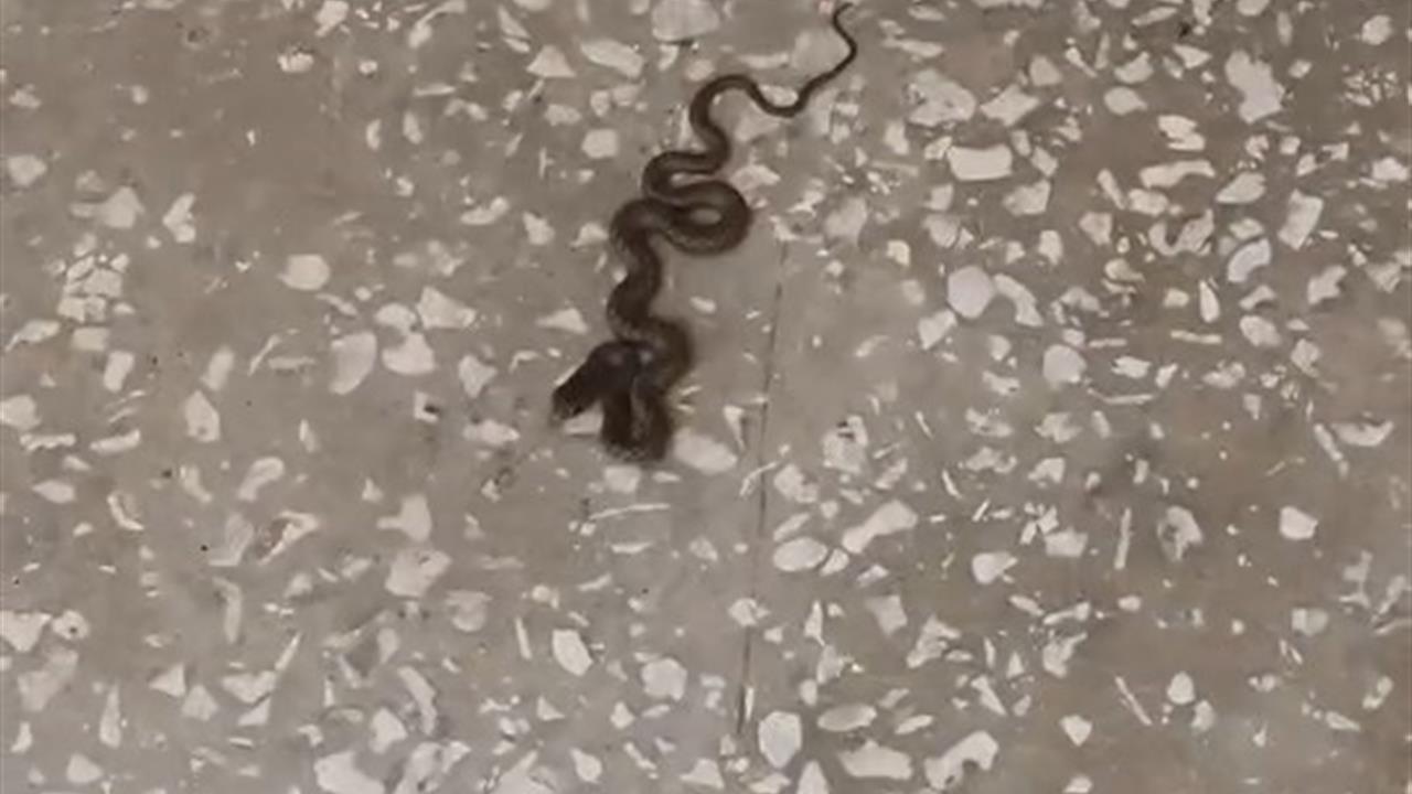 Karacabey'de Okulda Yılan Paniği Yaşandı