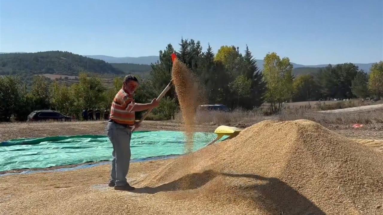 Sinop'ta Çeltik Üretimi: 6. Sırada Yer Aldı