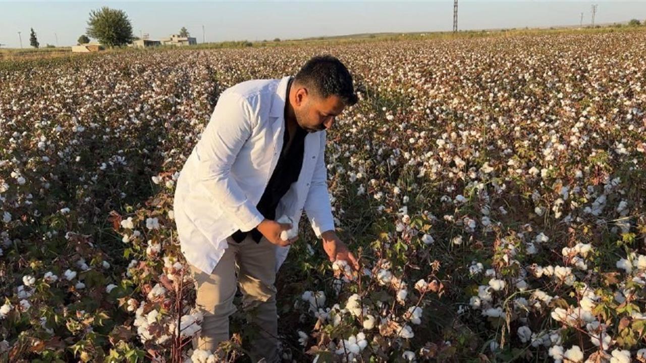 Şanlıurfa'da Pamuk Hasadı Başladı: 1.5 Milyon Ton Bekleniyor