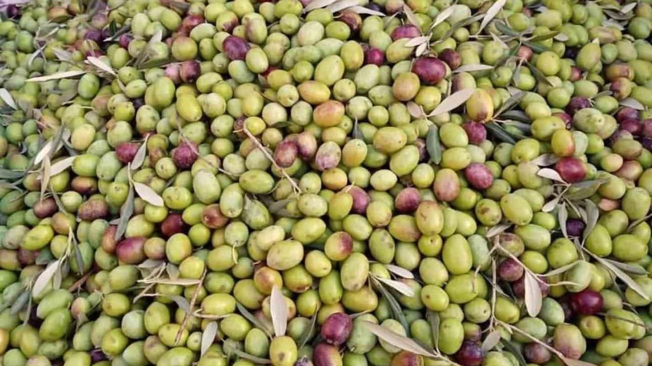 Köşk'te Aydın Memecik Zeytini Vurgusu Yapıldı