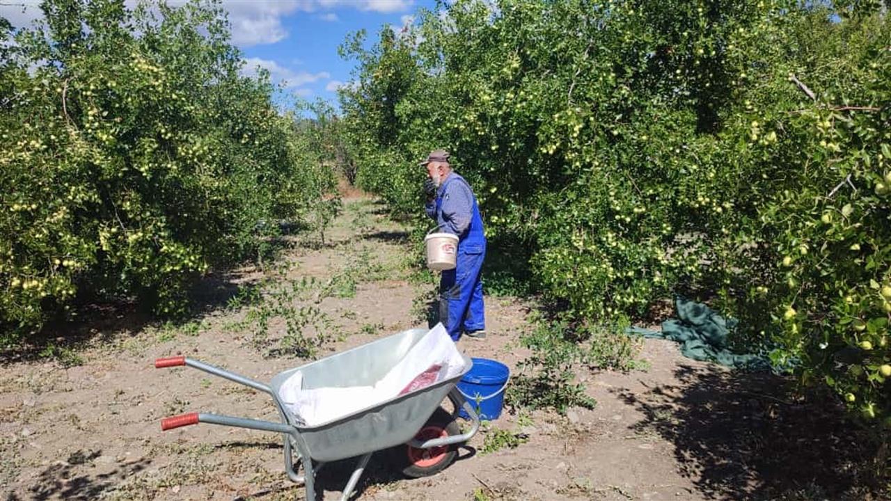 Güdül'de Hünnap Hasadı Başladı: Şifa Kaynağı Meyve Tüm İllere Gönderiliyor