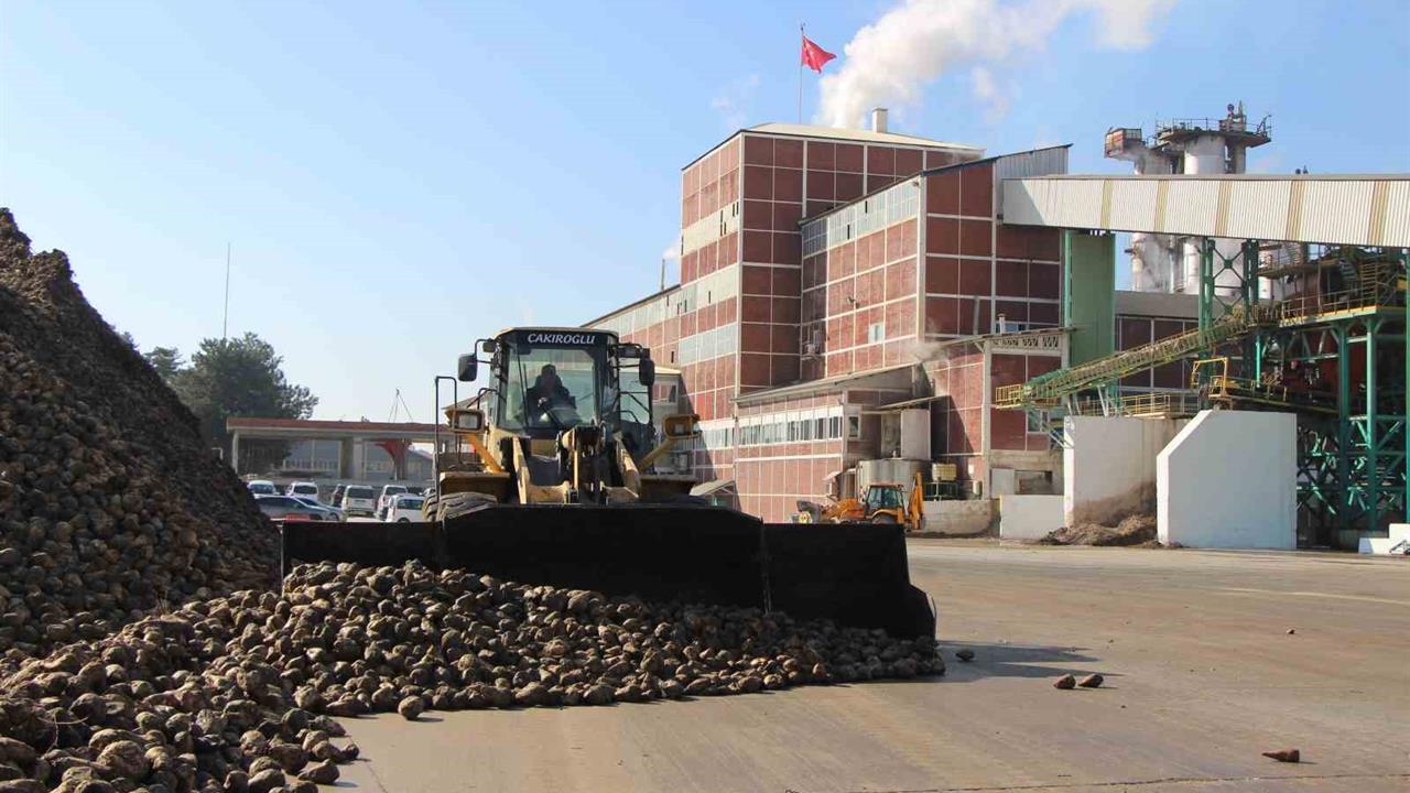 Amasya'da Şeker Pancarı Üretimi Don ve Kuraklıktan Etkilendi