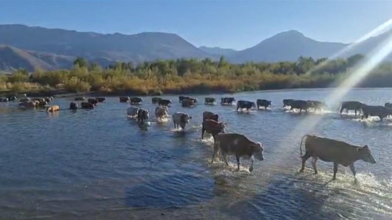 Erzincan'da Kuraklık Hayvanları Nehirden Geçmeye Zorladı