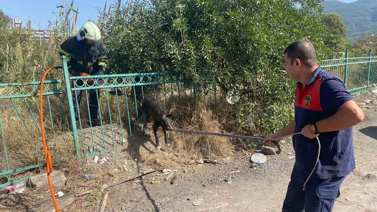 Hatay'da İtfaiye, Korkuluğa Sıkışan Köpeği Kurtardı