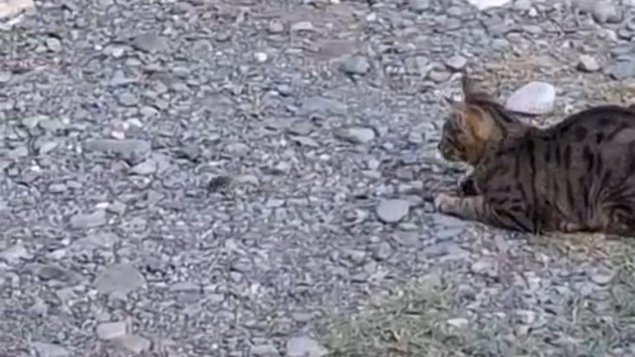 Adana'da Kedinin Fareyle Oynadığı Anlar Kamerada