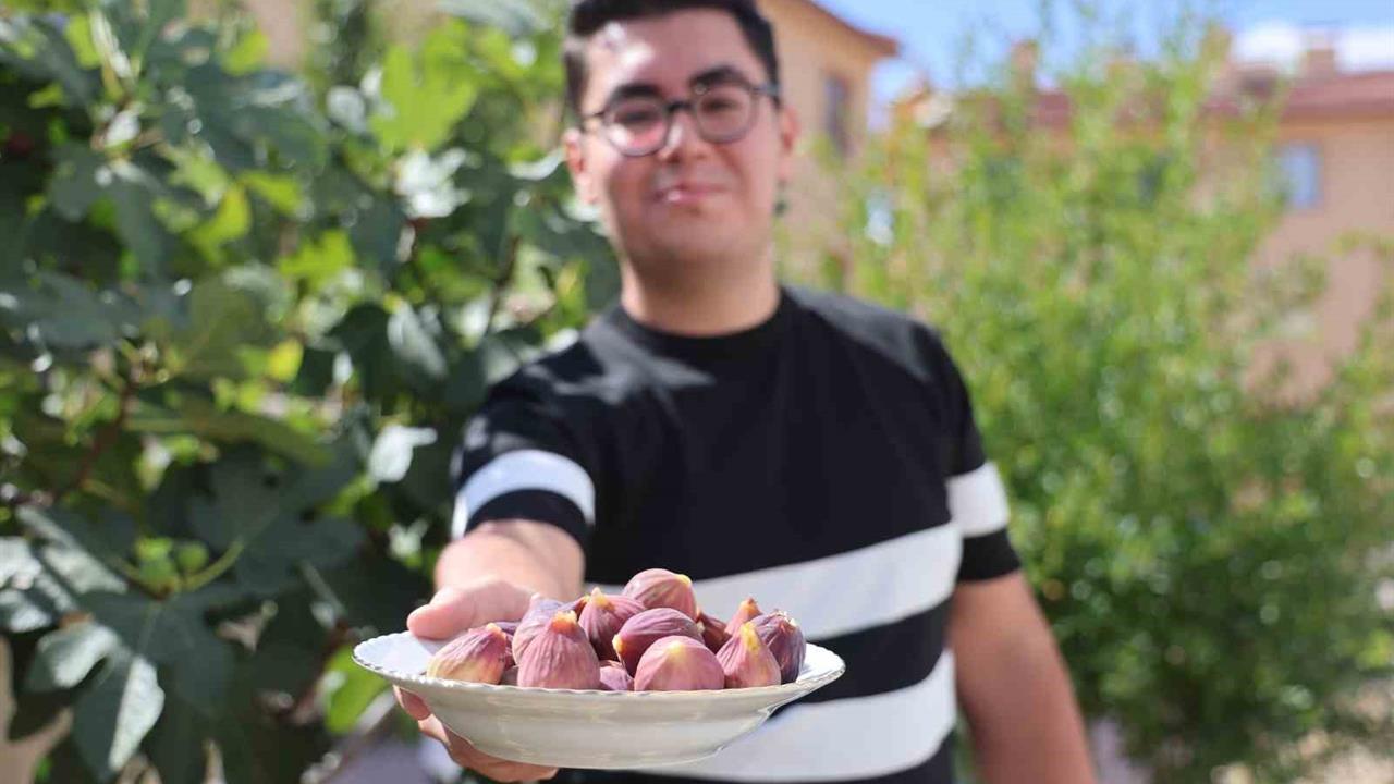 Konya'da Apartman Bahçesinde İncir Yetiştiriliyor