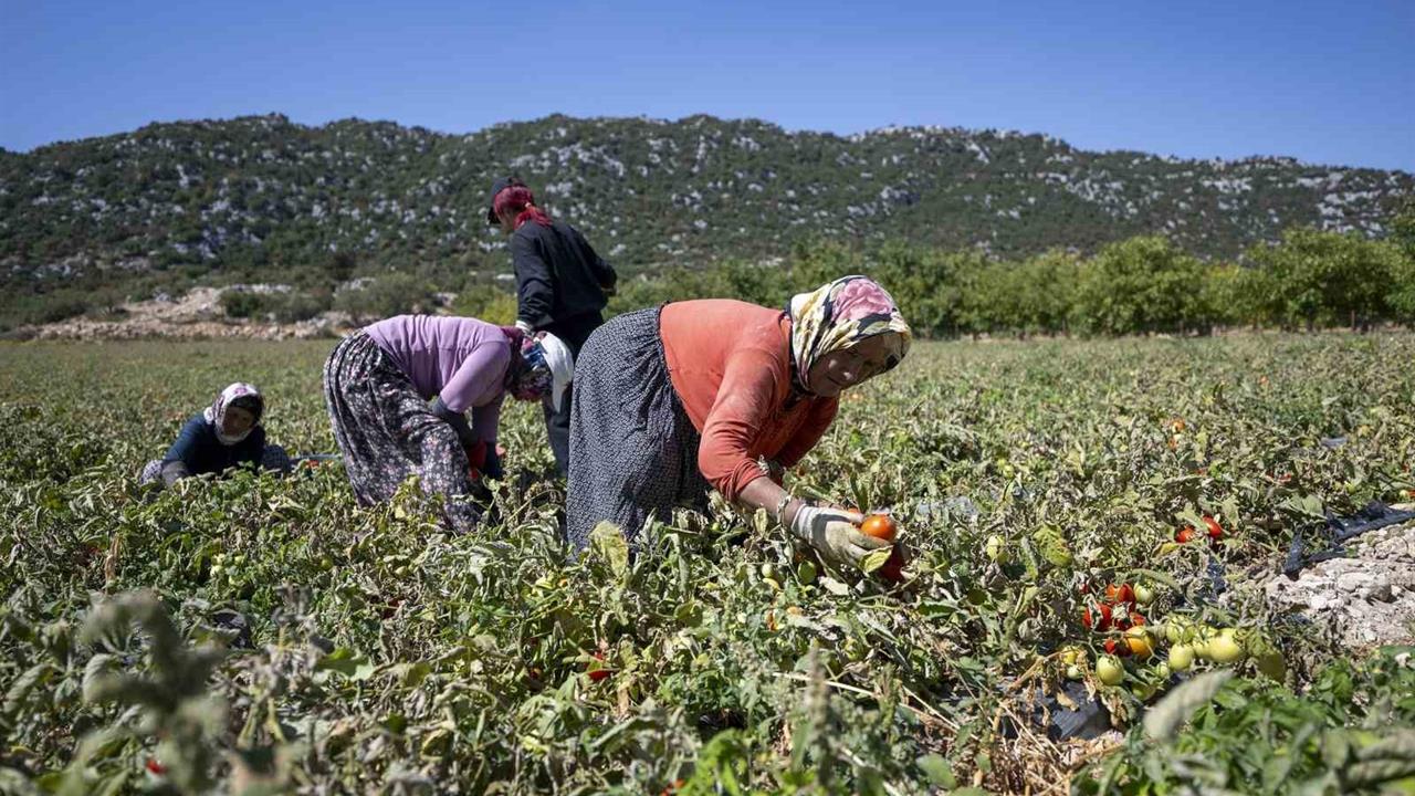 Mersin'de Üreticilere Yüzde 70 Hibeli Domates Fidesi Desteği Verildi