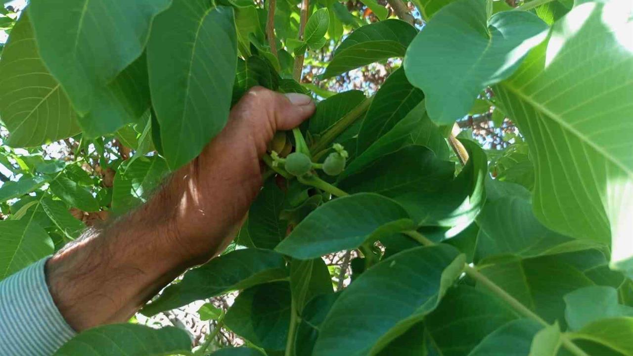 Malatya'da Ceviz Ağaçları Mevsim Dışı Meyve Verdi