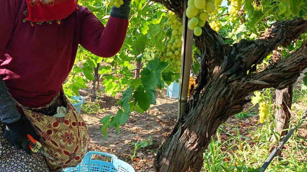 Manisa'da Üzüm Hasadı Tüm Hızıyla Devam Ediyor