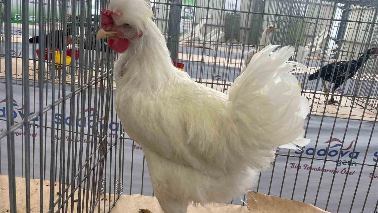 Balıkesir'de Gugulli Tavuk Irkı İlgi Odağı Oldu