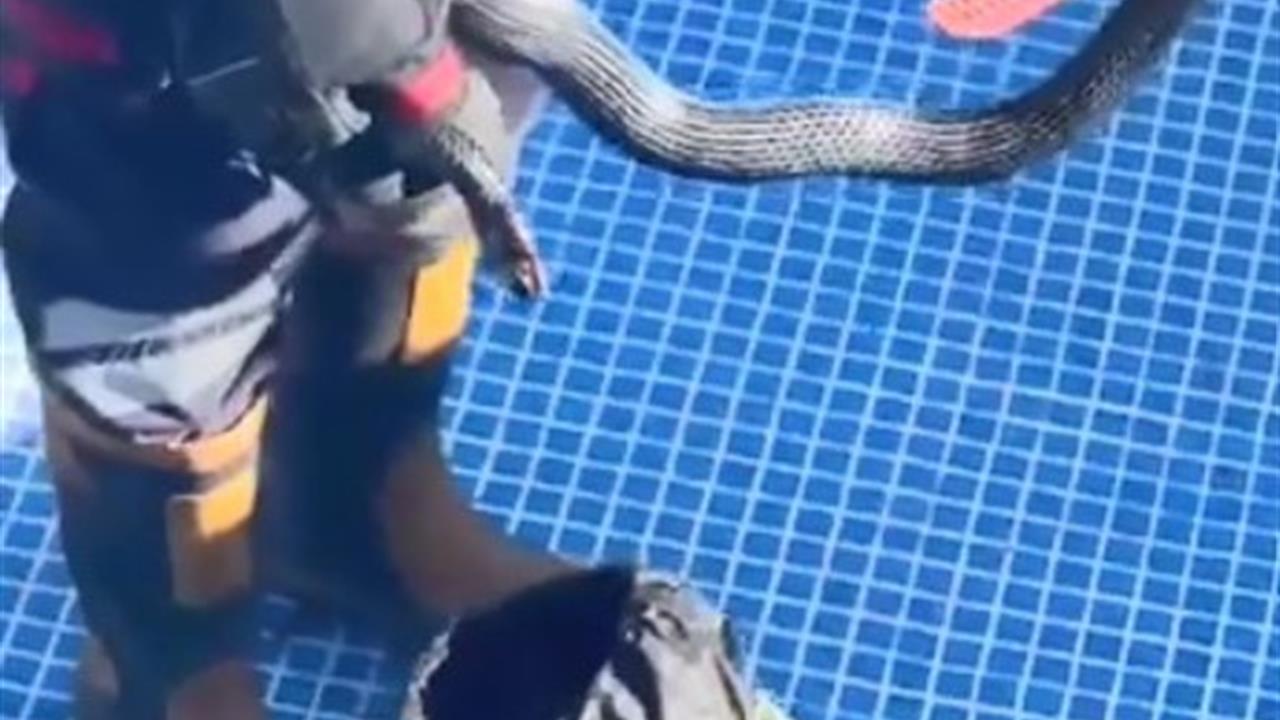 Mersin'de Boş Havuzda Karayılan Yakalandı ve Doğaya Salındı