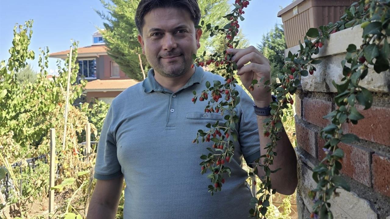 Van'da Tropik Meyve Yetiştiren Doktorun Başarısı