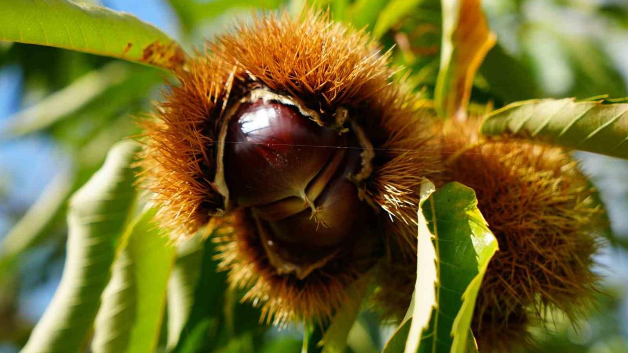 Samsun'da Kestane Hasadı Başladı: Gal Arısına Dayanıklı Çeşitler Geliştirildi